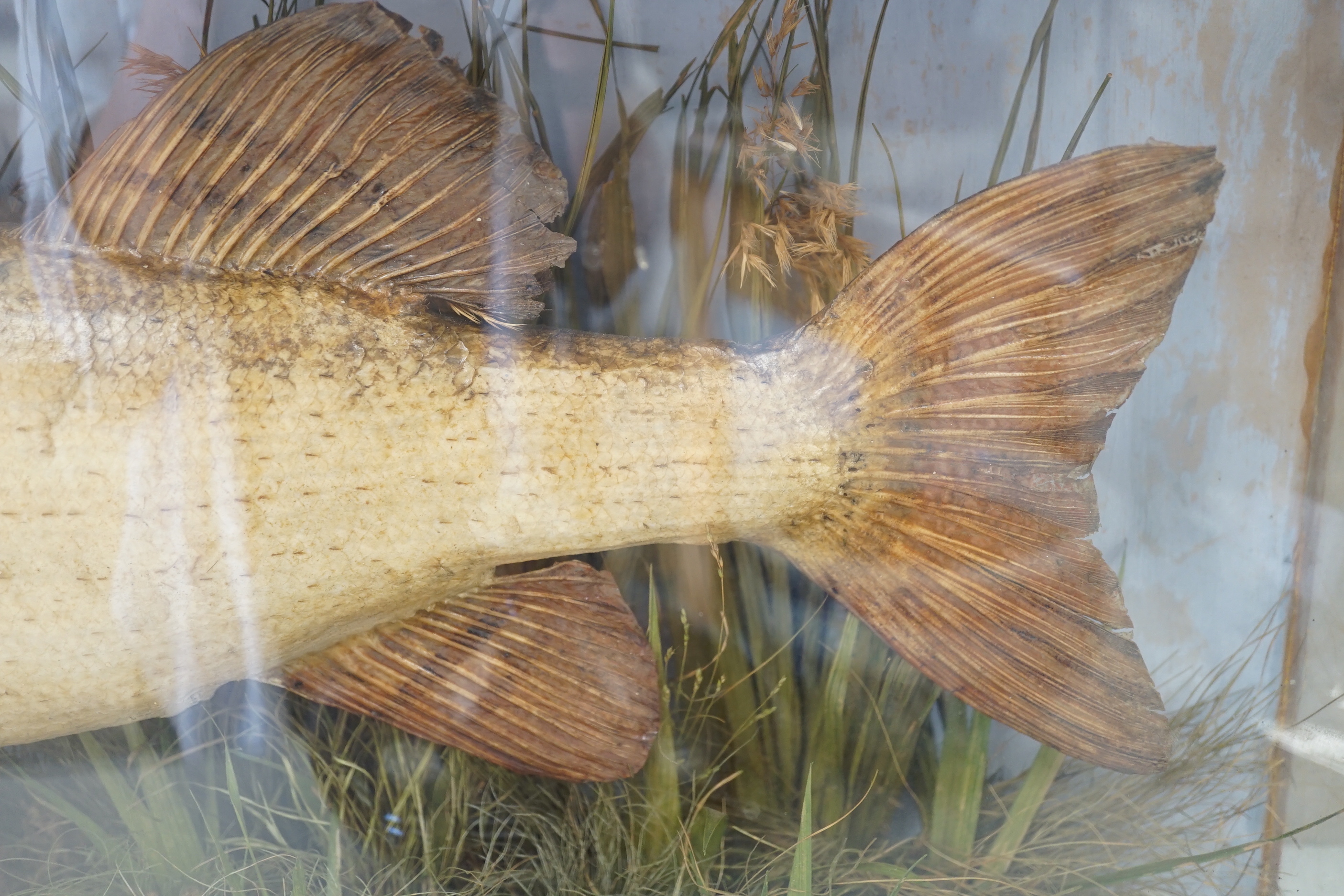 A taxidermic pike, in glazed case, label states ‘Caught in the River Stour by H. Barnes April 9th 1898 Weight 12lbs’. Case 99.5cm x 39cm x 21cm